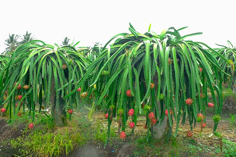 dragon fruit tree