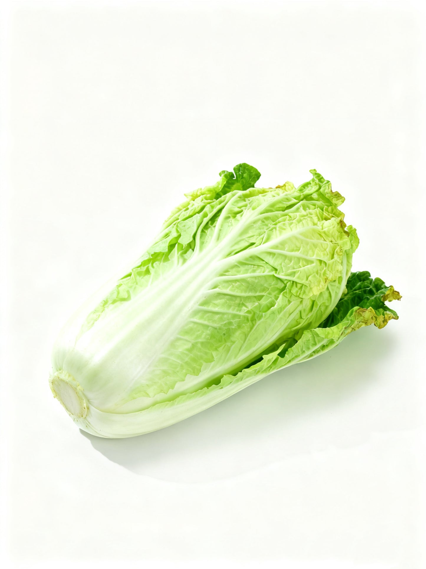 Chinese Leaf 大白菜一棵