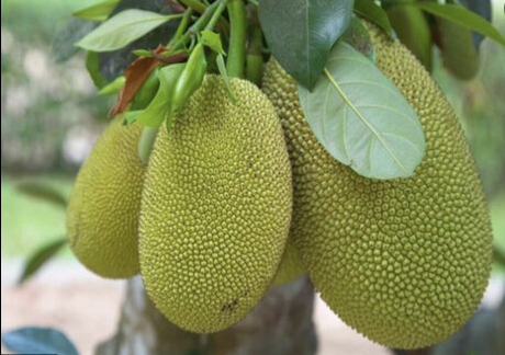 jackfruit菠蘿蜜250g