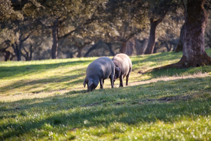 iberian-pig-dehesa-habitat