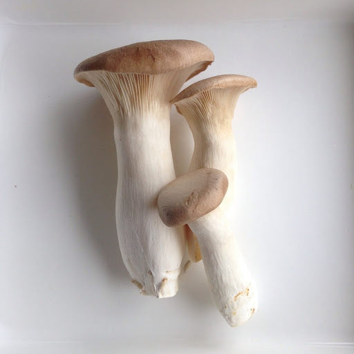 mushroom eryngii