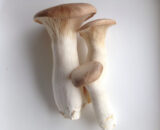 Eryngii mushroom 杏鲍菇