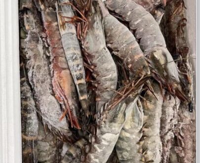King prawn