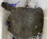 多宝鱼 Turbot