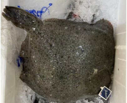 多宝鱼 Turbot