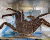 帝王蟹 King crab