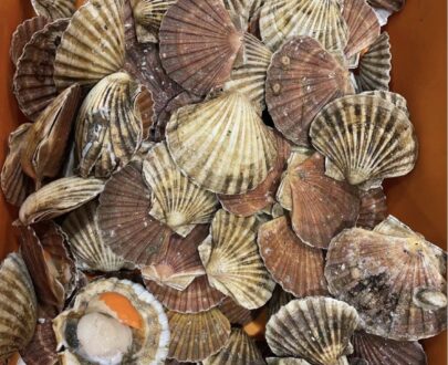 扇贝 scallop