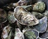oyster生蚝1