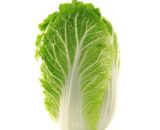 大白菜