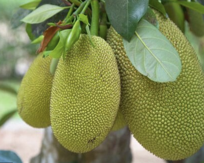 jackfruit菠蘿蜜250g