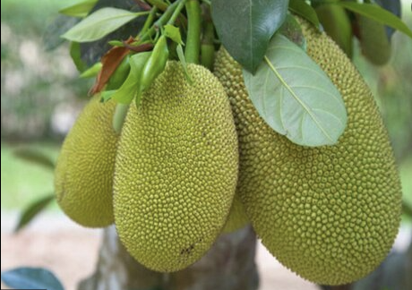 jackfruit菠蘿蜜250g jackfruit菠蘿蜜250g